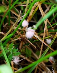 Laetisaria roseipellis