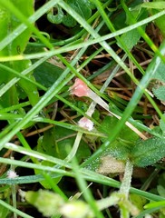 Laetisaria roseipellis