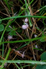 Laetisaria roseipellis