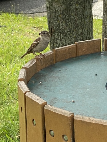 photo of House Sparrow (Passer domesticus)