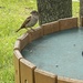 photo of House Sparrow (Passer domesticus)