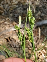 Carex whitneyi