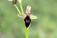Ophrys × pietzschii