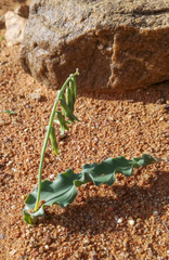 Dipcadi platyphyllum