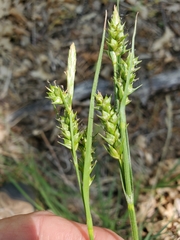 Carex whitneyi