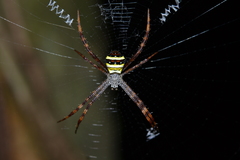 Argiope luzona