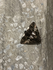 Aedia