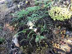 Micranthes hitchcockiana