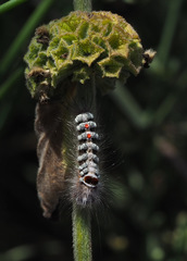 Albarracina warionis