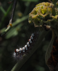 Albarracina warionis