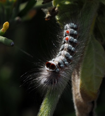 Albarracina warionis