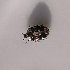 Anthrenus picturatus