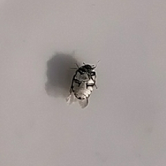 Anthrenus picturatus