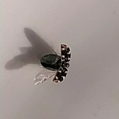 Anthrenus picturatus