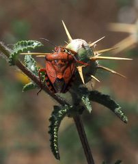 Carpocoris mediterraneus mediterraneus