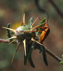 Carpocoris mediterraneus mediterraneus