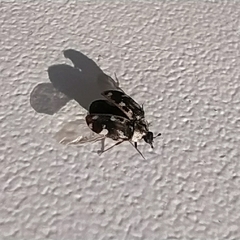 Anthrenus picturatus