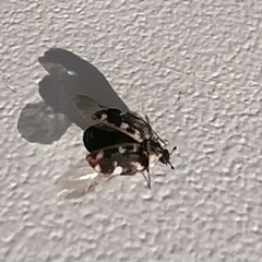 Anthrenus picturatus