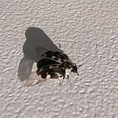 Anthrenus picturatus