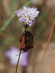 Carpocoris mediterraneus mediterraneus