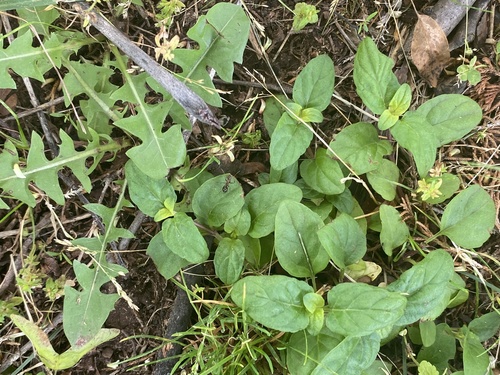 photo of Mint Family (Lamiaceae)