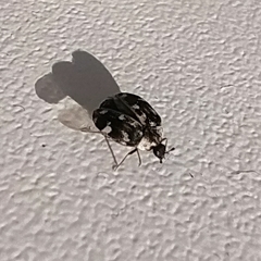 Anthrenus picturatus