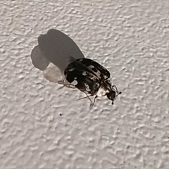 Anthrenus picturatus