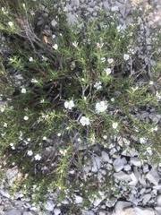 Frankenia jamesii