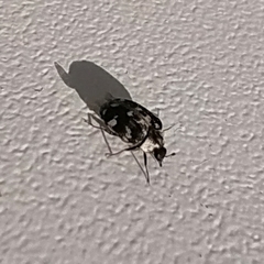 Anthrenus picturatus