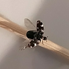 Anthrenus picturatus