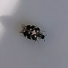 Anthrenus picturatus