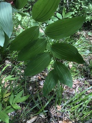 Polygonatum orientale