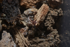 Psilodercidae