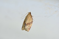 Clepsis consimilana