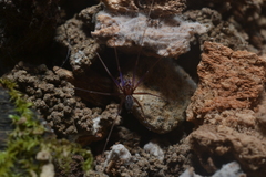 Psilodercidae