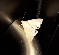 Litoprosopus coachella