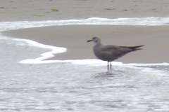 Leucophaeus modestus