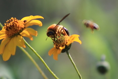 Protoxaea