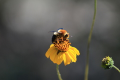 Protoxaea