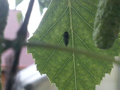 Oncopsis flavicollis