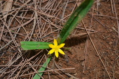 Hypoxis aurea