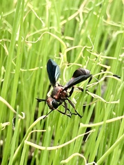 Physocephala floridana