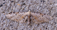Eupithecia ravocostaliata