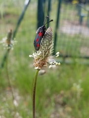 Zygaena sarpedon