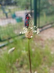 Zygaena sarpedon