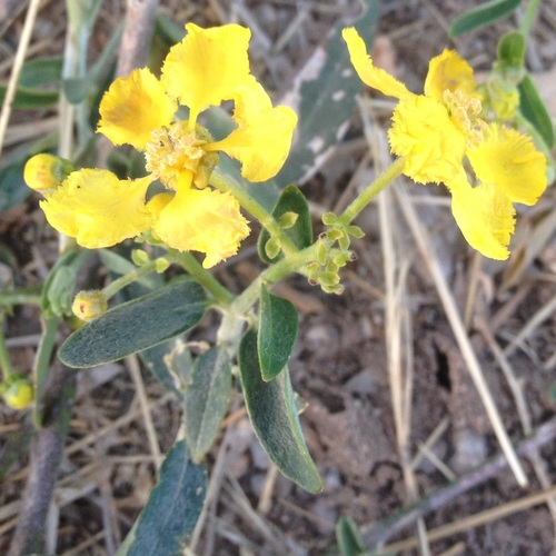 Yellow Butterfly Vine