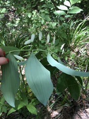 Polygonatum orientale