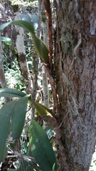 Bulbophyllum coriophorum