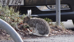 Lepus timidus