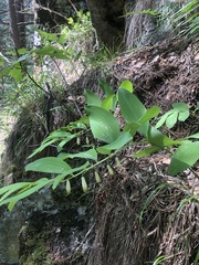 Polygonatum orientale